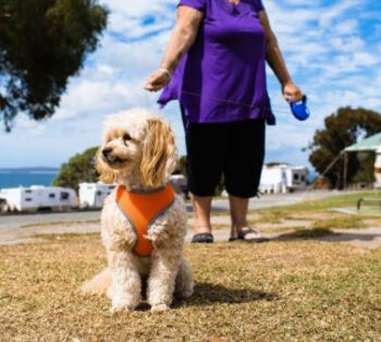 Port Lincoln Tourist Park Pet friendly accommodation* image