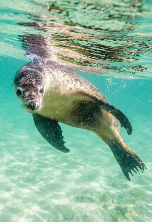 Port Lincoln Tourist Park Tours Seals