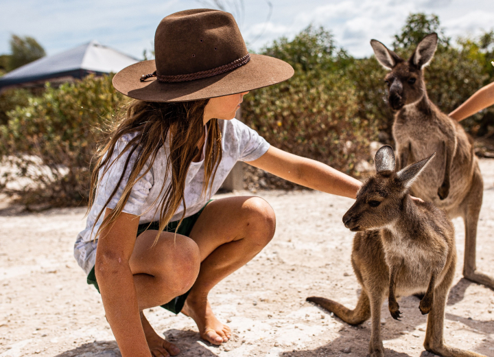 Port Lincoln Tours Kangaroos