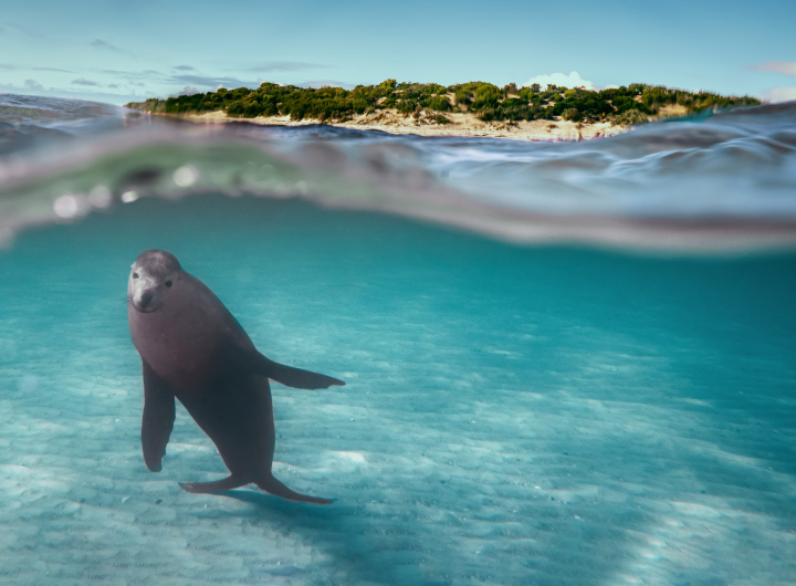 Port Lincoln Tours Sea lions swimming